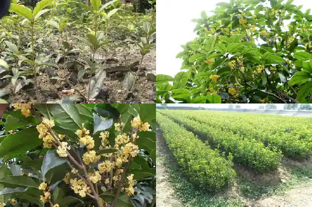 桂花树适合栽在广场吗1685232983900