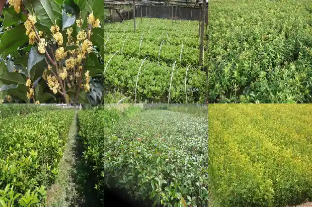 桂花树适合栽在广场吗1685232983948