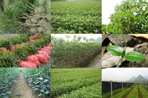桂花树的枝干是什么颜色的1685233017608