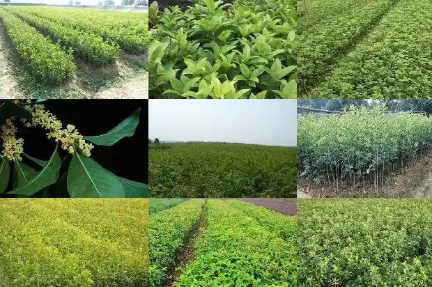 桂花树的枝干是什么颜色的1685233017656