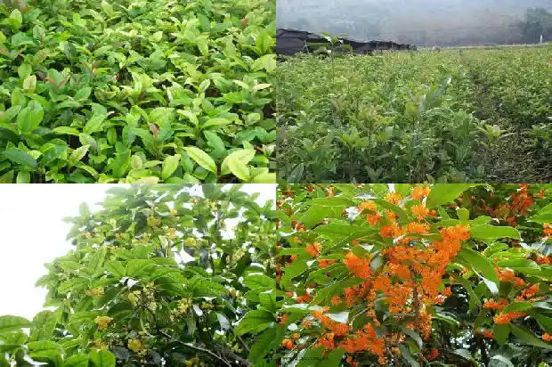 桂花树的特征有哪些呢1685233052002