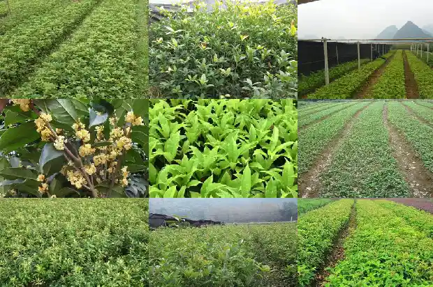 桂花树的特征有哪些呢1685233052050