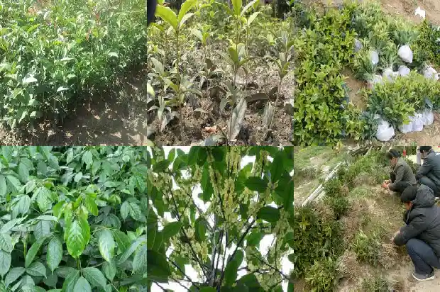 桂花树的特征有哪些呢1685233052098