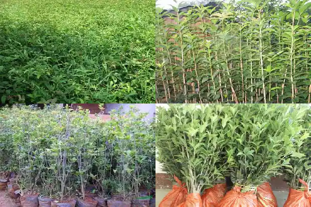 桂花的树叶形状和颜色1685233147772