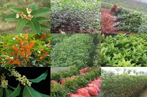 桂花酱上火吗1689121448344