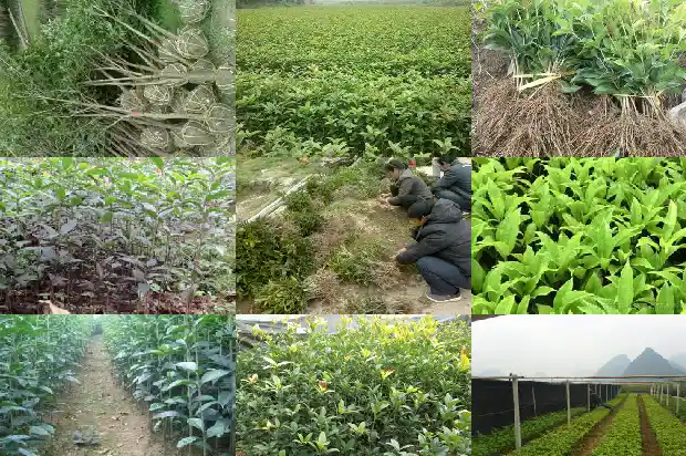 桂花树根部发白怎么办1688349425082