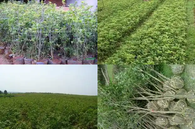 桂花树叶子是香叶吗1685233237074