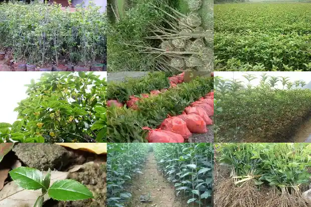 桂花的样子颜色气味是什么1685233276122