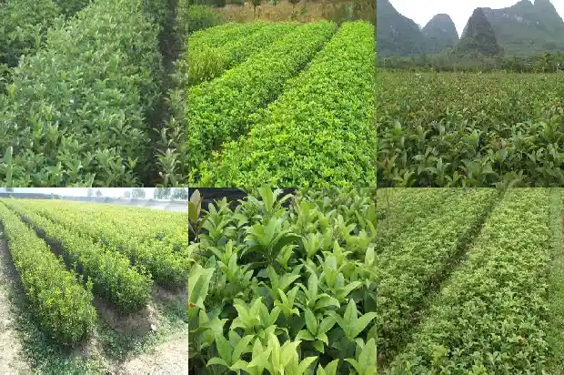 桂花叶的气味是什么1685233295704