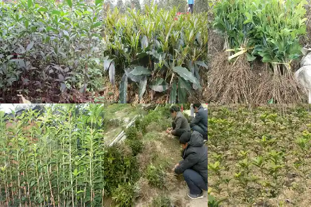 桂花树八月份能移栽吗北方还是南方1688862264968