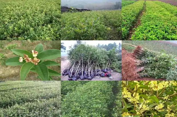 庭院能种桂花吗 风水1688432556156