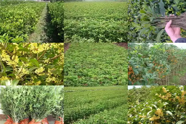 桂花树的样子颜色气味是什么1685233334828