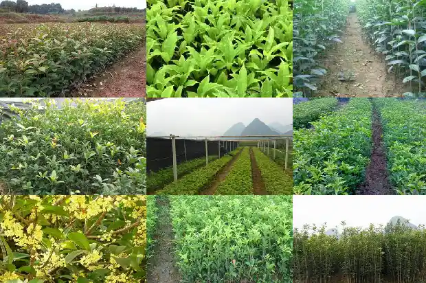 桂花树的样子颜色气味是什么1685233334876