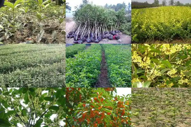 桂花树的味道太迷人了夸张句1685233376384