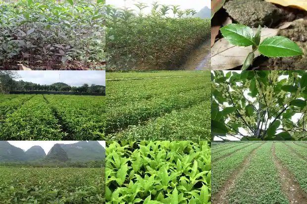 桂花树的样子颜色气味其他颜色不同吗1685233398463