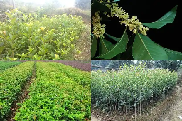 桂花树的样子颜色气味其他颜色不同吗1685233398559