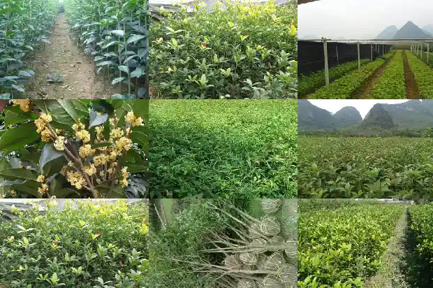 桂花树的样子颜色气味其他颜色不同怎么办1685233416447