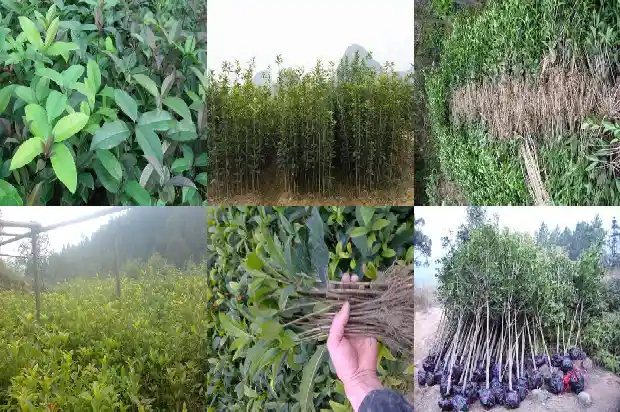 桂花怎么养家庭养法1688948608615