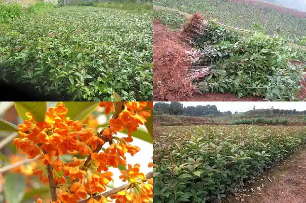 桂花树有味道吗有毒吗能吃吗1685233503615