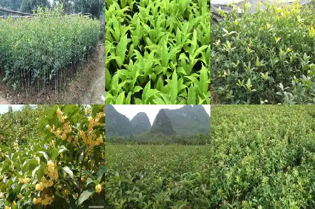 桂花树有味道吗怎么去除啊1685233540269