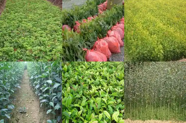 桂花树有味道吗怎么去除啊1685233540315