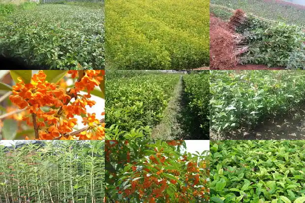 桂花树有味道吗能吃吗有毒吗1685233562460
