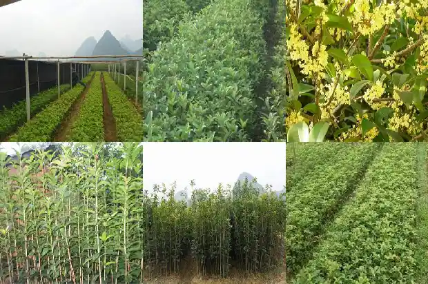 桂花树有味道吗能吃吗有毒吗1685233562508