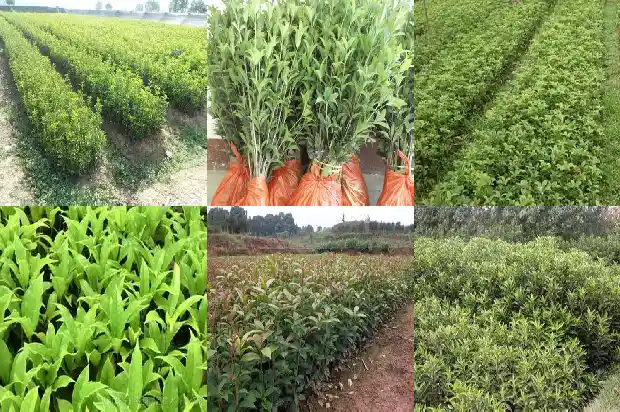 桂花搭配什么花茶1689381835955