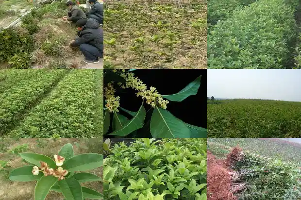 桂花树有香味道吗能吃吗1685233581248