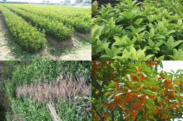 桂花树有香味道吗能吃吗1685233581296