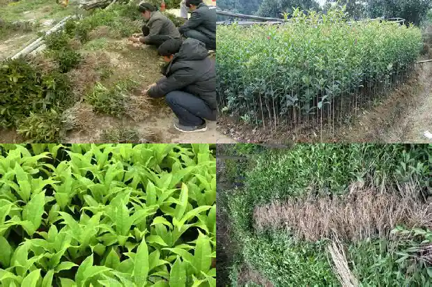 很像桂花的树很臭1685233601072