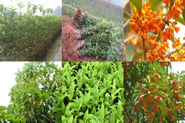 桂花树叶有什么味道吗1685233622574