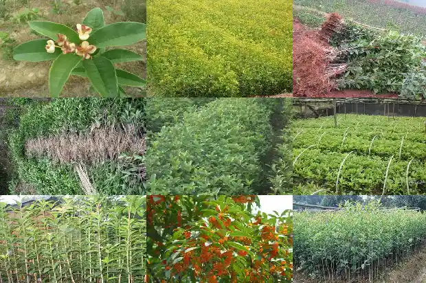桂花树有什么香味吗有毒吗1685233639997