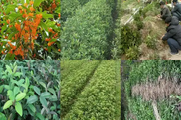 桂花树苗市场价格表1689726453009