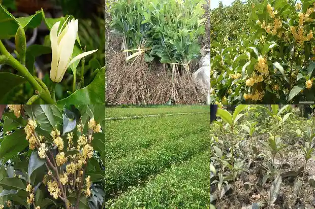 一岁宝宝吃了桂花的果子有什么作用呢1689313371735