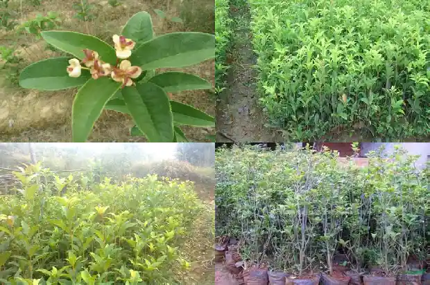 桂花树有什么香味儿吗1685233661356