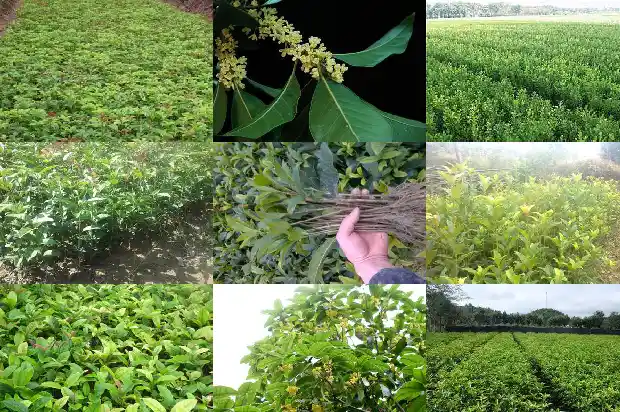 桂花树有什么香味儿吗1685233661451