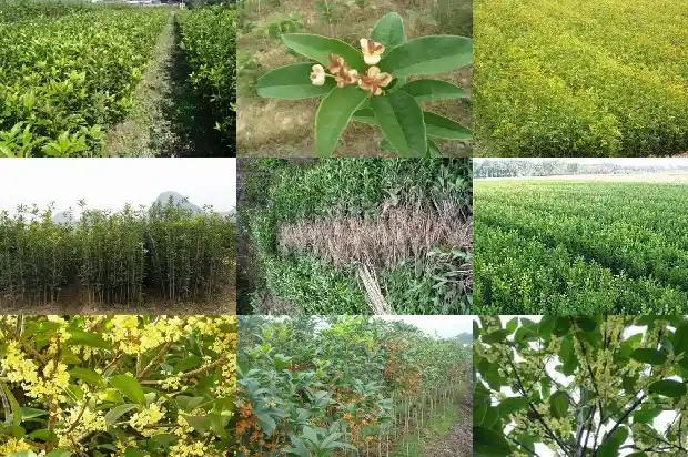 北方最大的桂花批发基地1690763350655