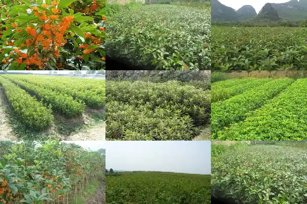 桂花的触感1685233697710
