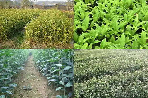 桂花的触感1685233697805