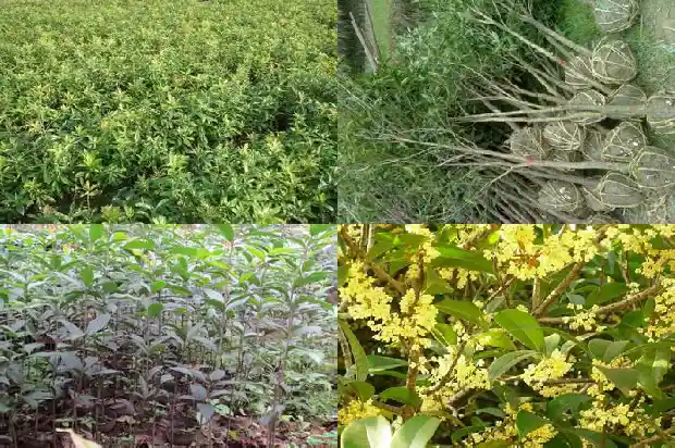 桂花几年一开花就谢了1688861700783