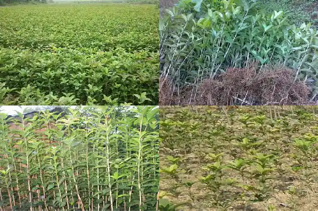 桂花树叶的气味怎么形容成语1685233756556