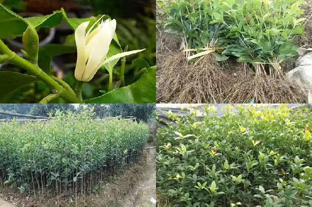 桂花树叶的气味怎么形容成语1685233756604