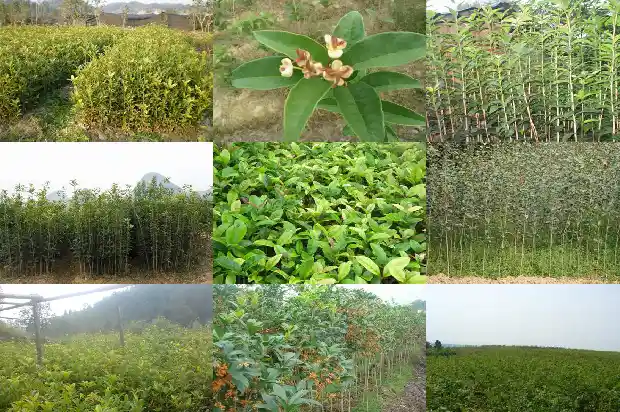 乌龙茶和桂花茶1689467498683