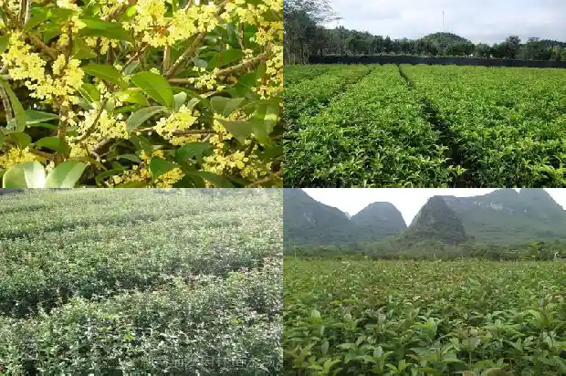 桂花叶有香味吗能吃吗1685233810677