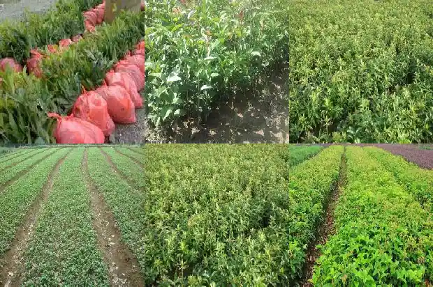 几十年桂花树值多少钱一棵1690591236079