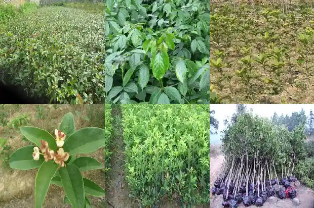 桂花树叶的边缘的感受1685233830722