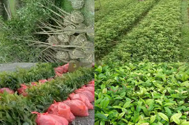 15公分桂花树的价格是多少元钱1690157869386