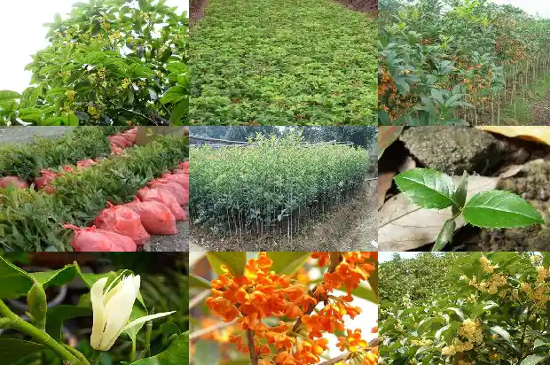 当年移栽的桂花树开花吗1689838510597