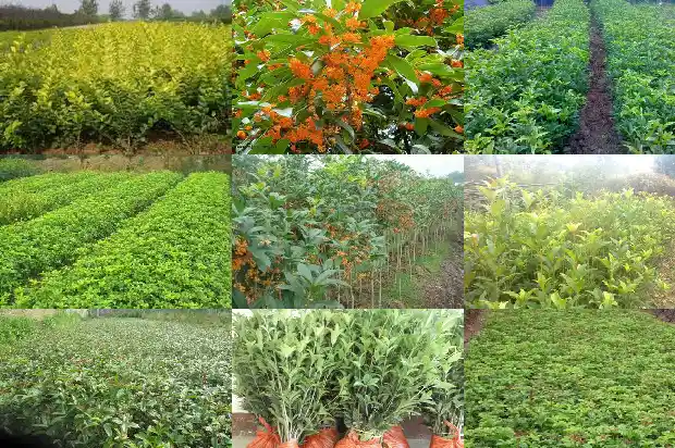 结籽桂花树价格多少钱一棵1689838204062